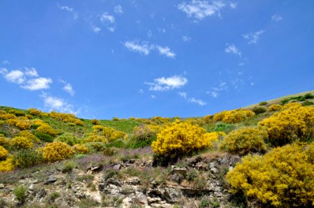Retama - Sierra de Gredos photo
