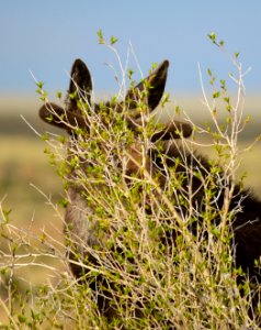 Moose at Seedskadee National Wildlife Refuge