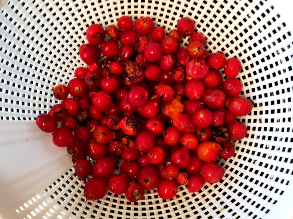 Rinse The Rose Hips
