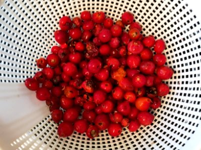 Rinse The Rose Hips