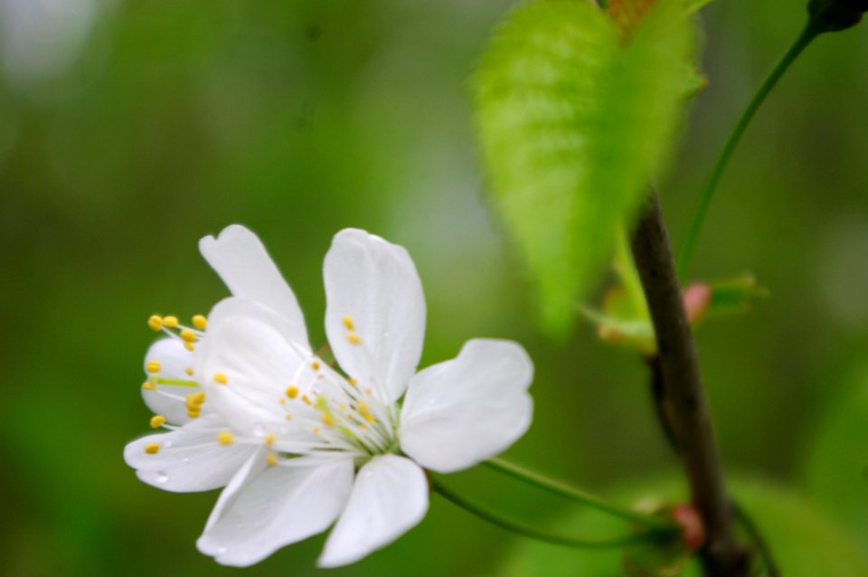 fleur d'avril dans les sous bois