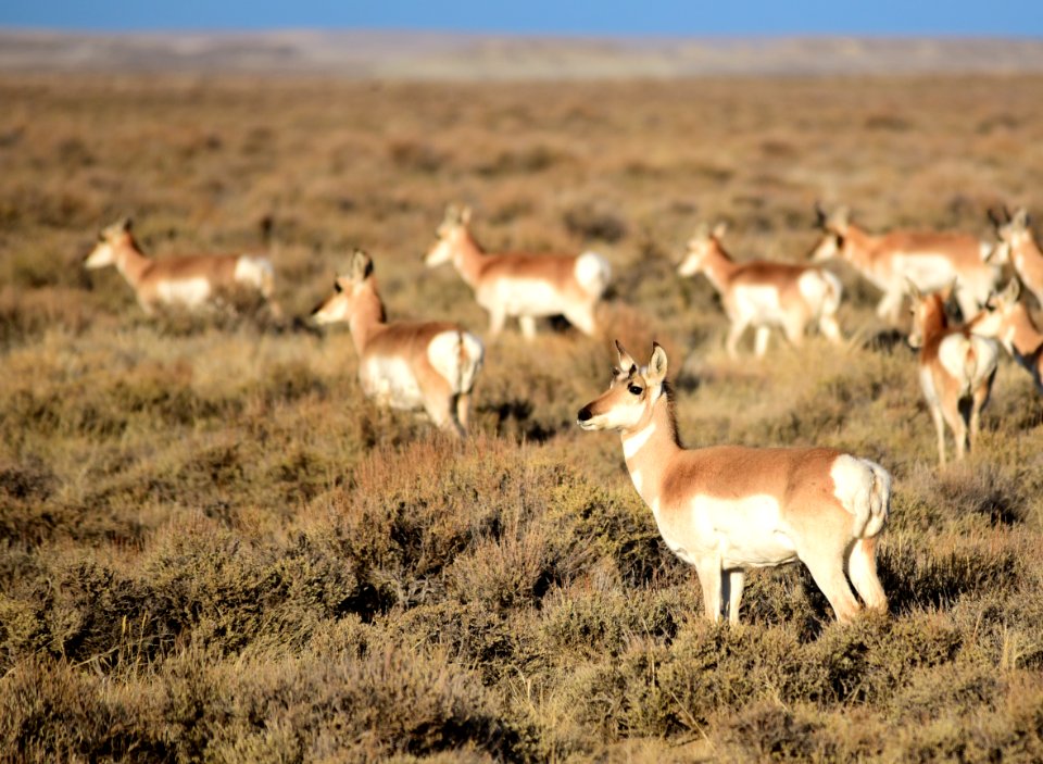 Pronghorn at Seedskadee National Wildlife Refuge