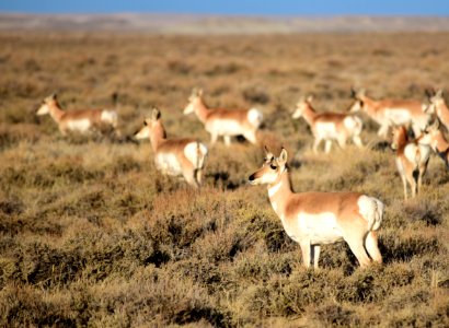 Pronghorn at Seedskadee National Wildlife Refuge
