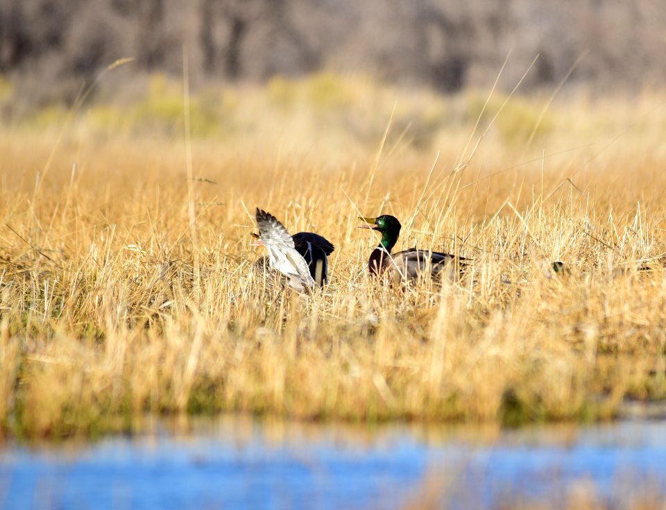 Mallard at Seedskadee National Wildlife Refuge