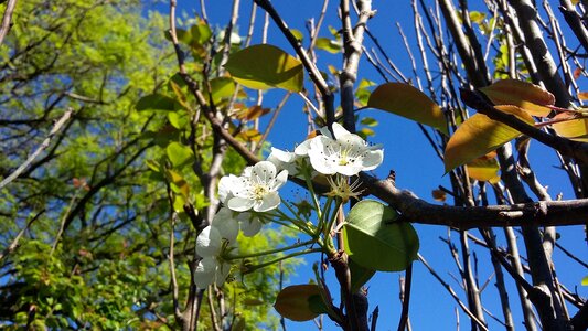 Plant white spring