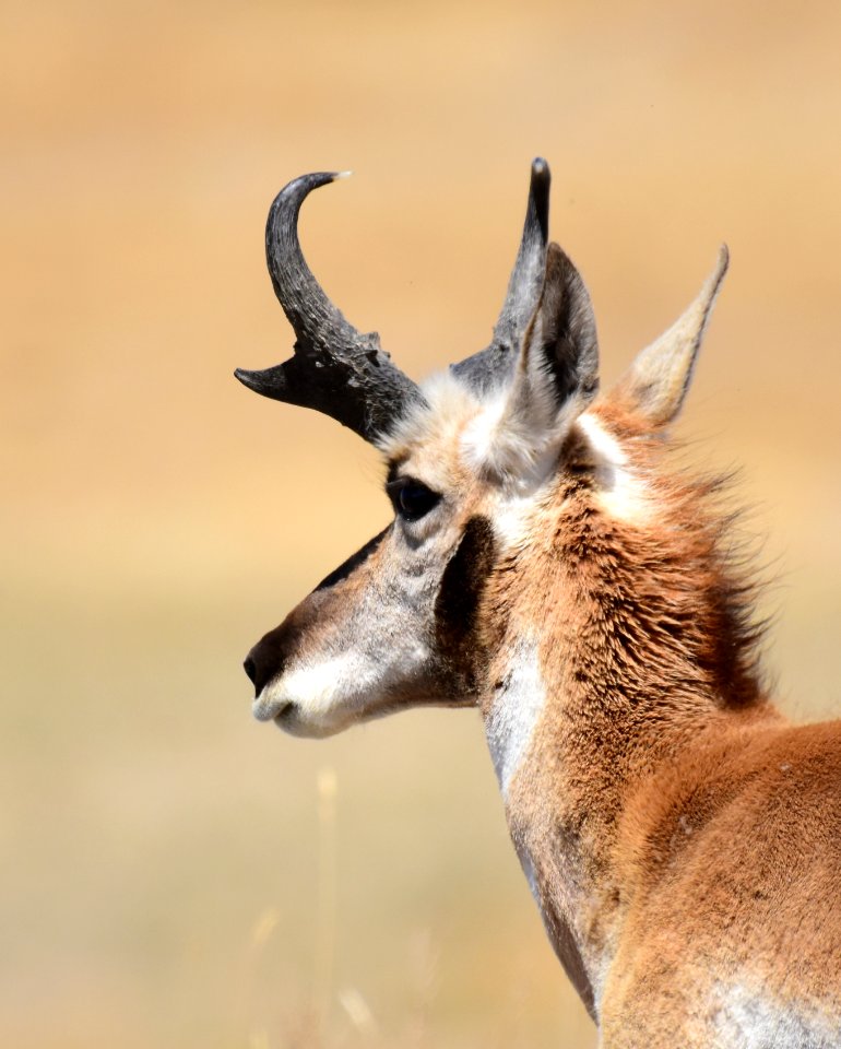 Pronghorn at Seedskadee National Wildlife Refuge