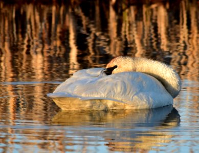 bird trumpeter swan on Seedskadee NWR 1037