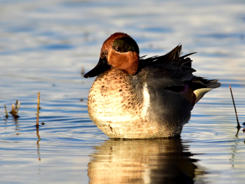 Green-winged teal at Seedskadee National Wildlife Refuge