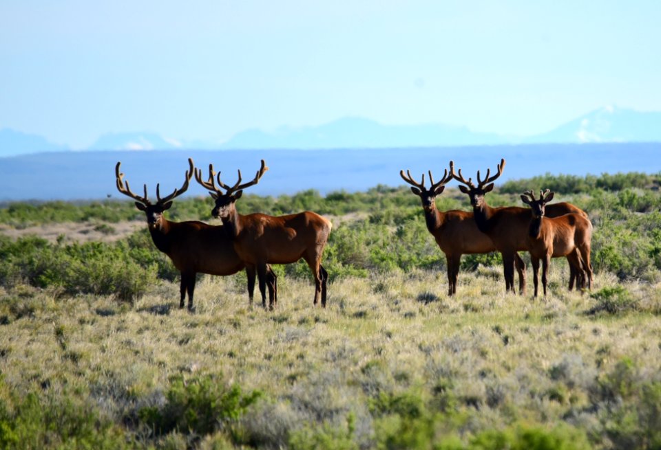 Elk on Seedskadee National Wildlife Refuge