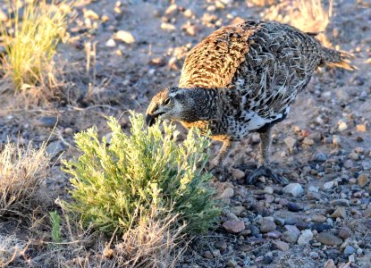 Greater sage-grouse at Seedskadee National Wildlife Refuge