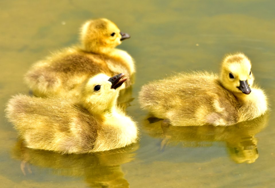 Canada geese photo