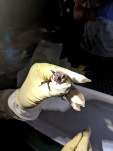 Little Brown Bat photo