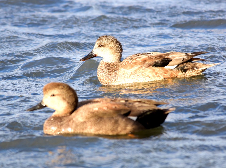 Gadwall on Seedskadee National Wildlife Refuge
