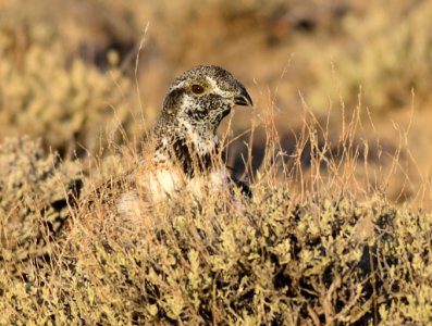 Greater sage-grouse at Seedskadee National Wildlife Refuge