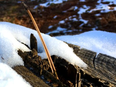 One Pine Needle To Rule Them All photo