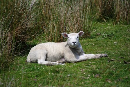 Animal nature sheep photo