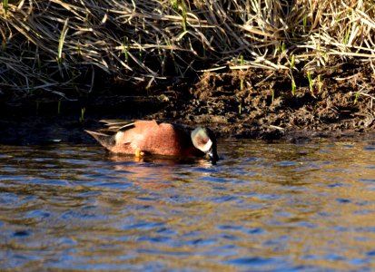 Cinnamon teal X blue-winged teal drake hybrid at Seedskadee National Wildlife Refuge photo