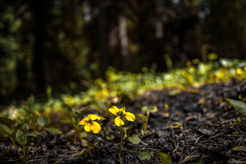 Yellow ground floral