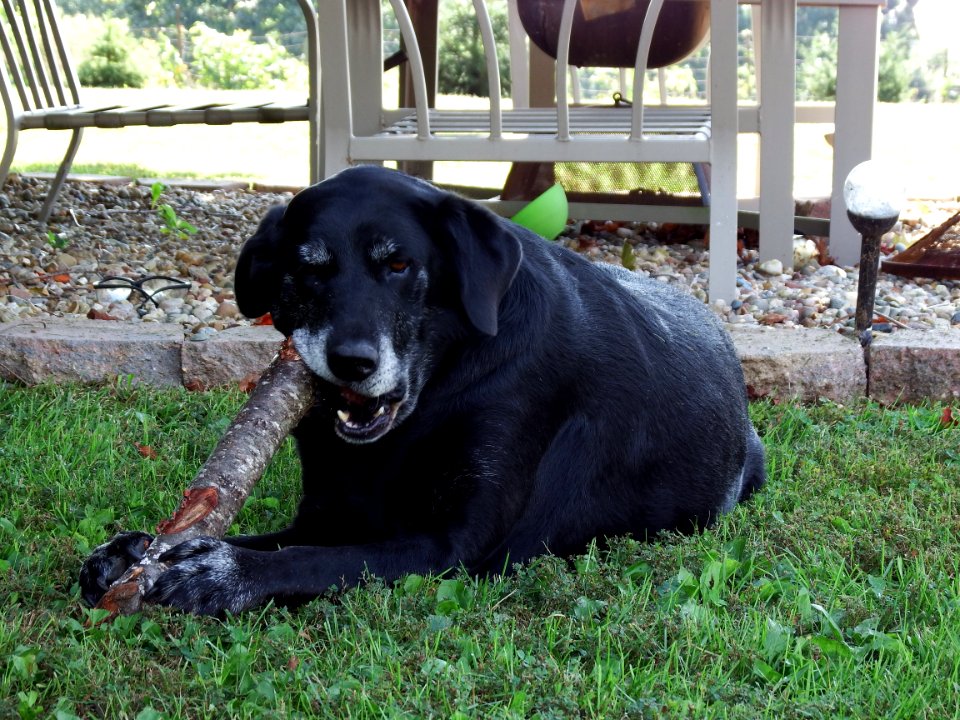 LAB EATING STICK