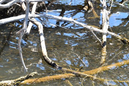 Schooling fish