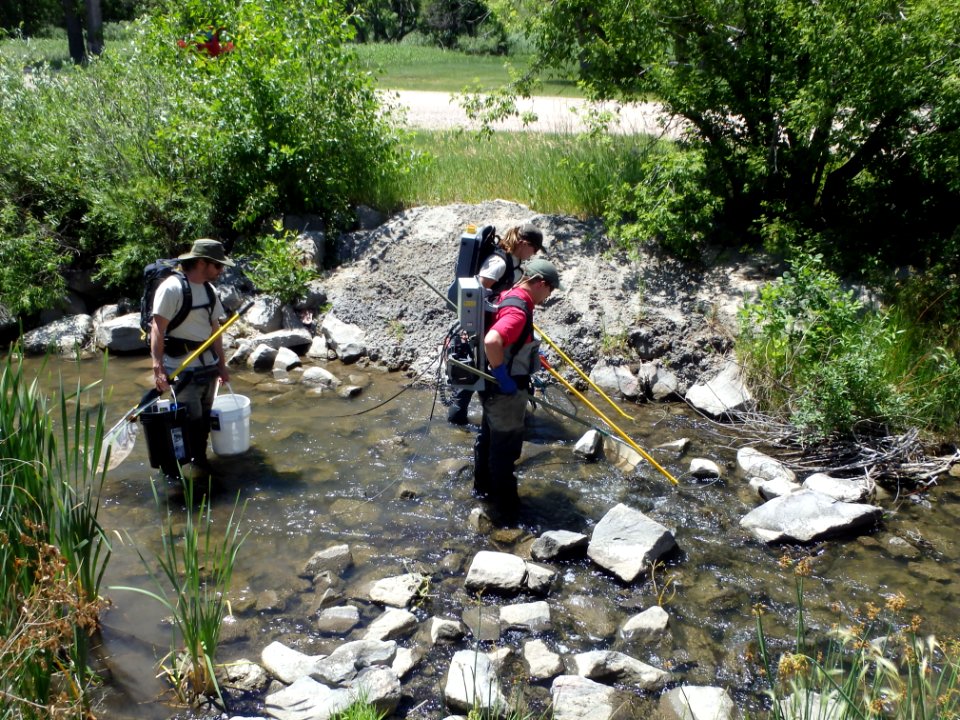 Electrofishing at Crow Creek