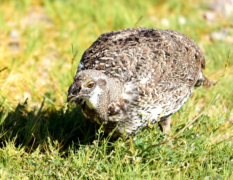 Greater sage-grouse at Seedskadee National Wildlife Refuge
