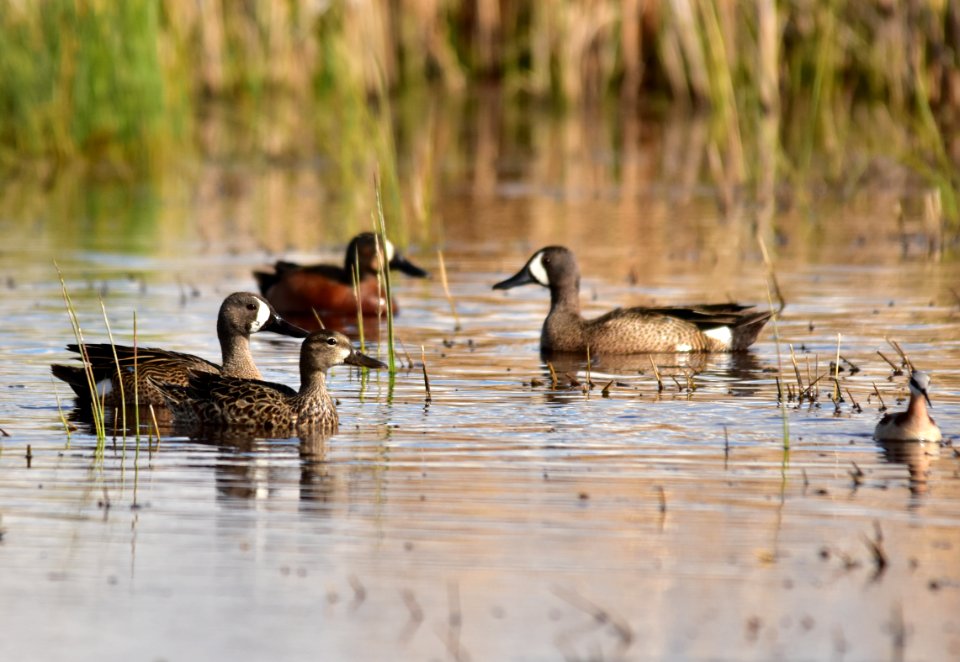 Blue-winged teal at Seedskadee National Wildlife Refuge