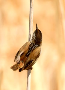 Marsh wren at Seedskadee National Wildlife Refuge