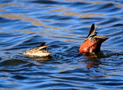 Cinnamon teal at Seedskadee National Wildlife Refuge