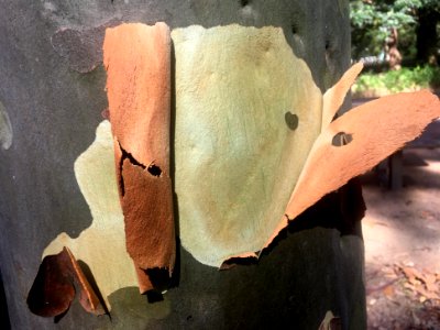Eucalyptus Folds