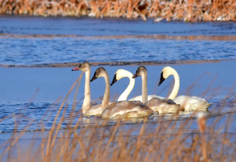 Trumpeter swans at LaCreek National Wildlife Refuge