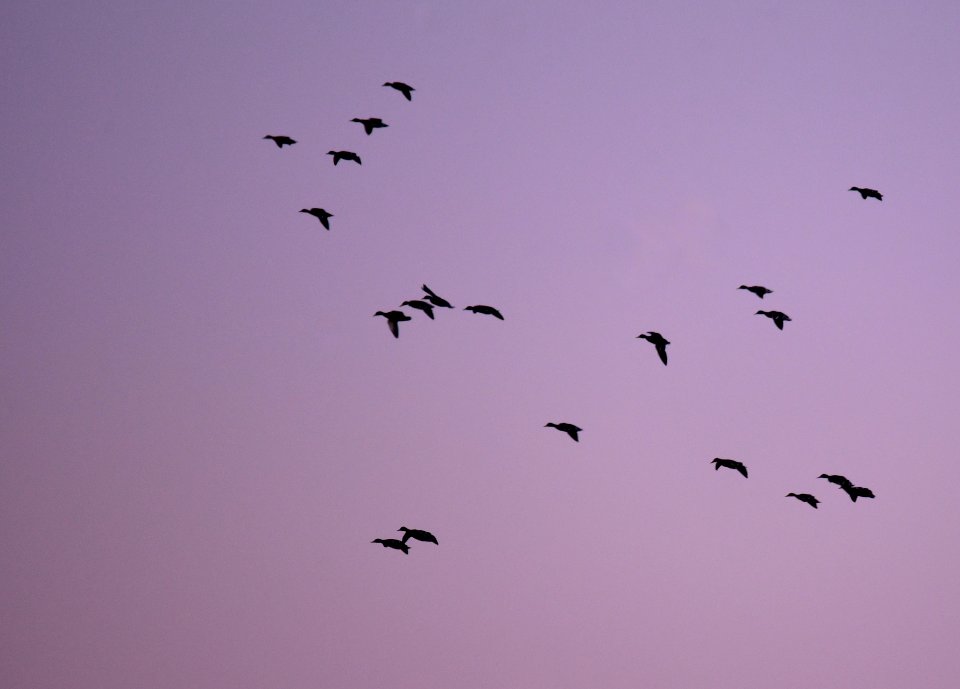 Twilight Mallards