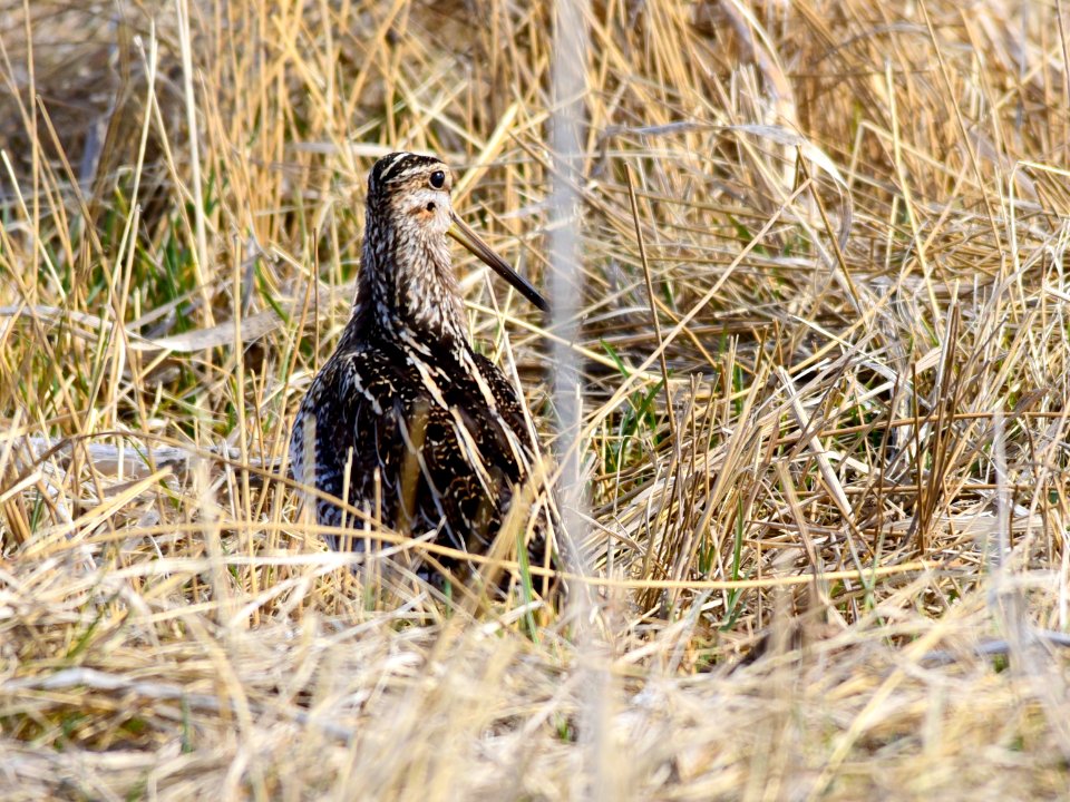 Wilson's snipe at Seedskadee National Wildlife Refuge