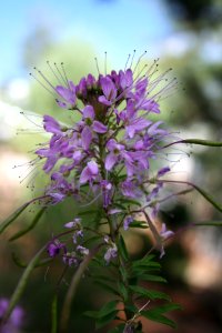 Mystery Purple Flower