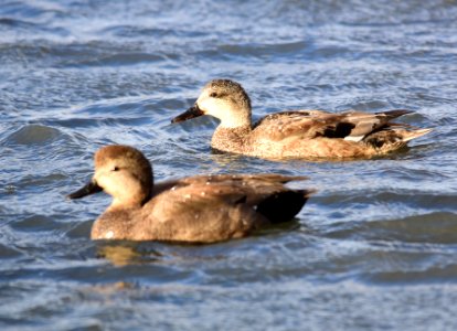 Gadwall on Seedskadee National Wildlife Refuge photo