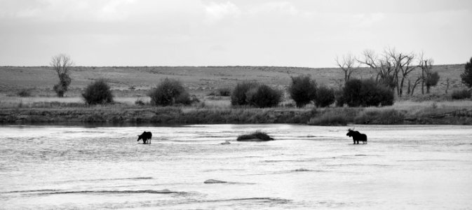Moose at Seedskadee National Wildlife Refuge