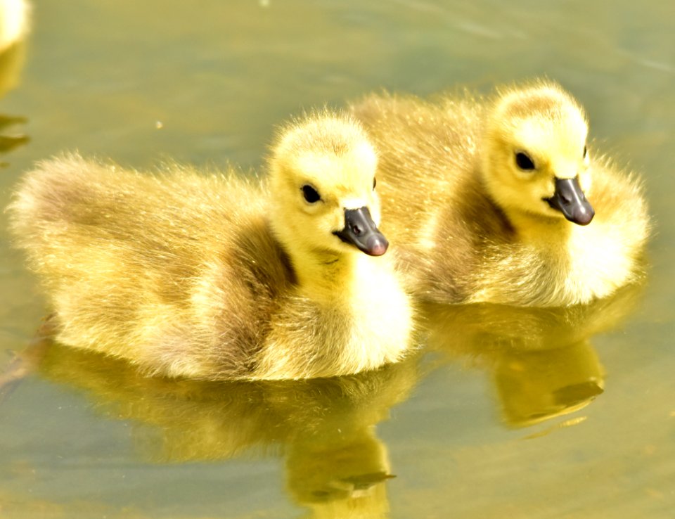 Canada geese photo