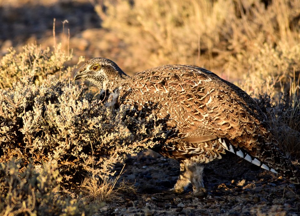 Greater sage-grouse at Seedskadee National Wildlife Refuge