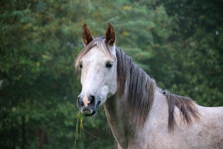 Autumn horse head pasture