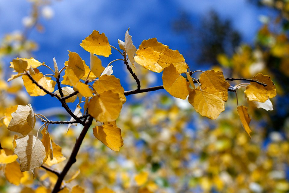 2016/366/276 Poplar Colors Autumn