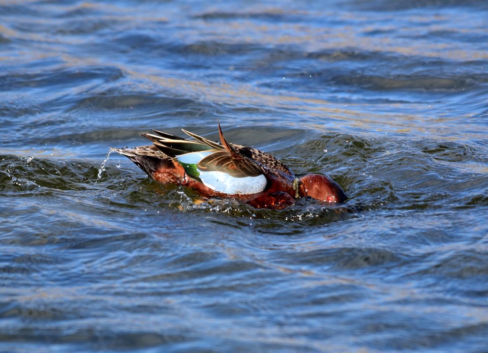 Cinnamon teal at Seedskadee National Wildlife Refuge
