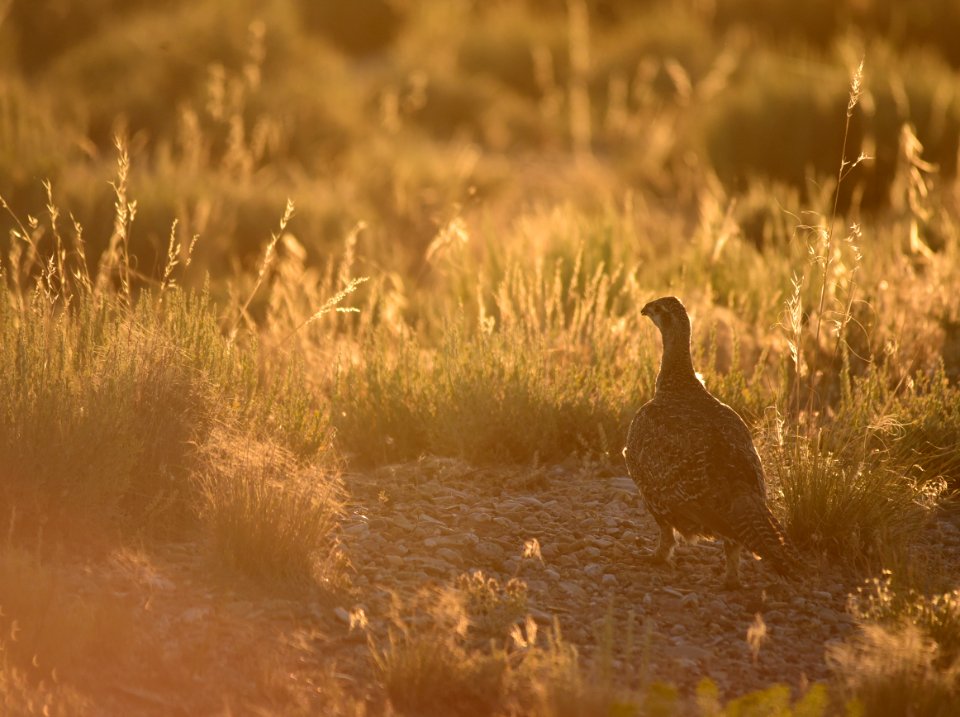 Greater sage-grouse at Seedskadee National Wildlife Refuge
