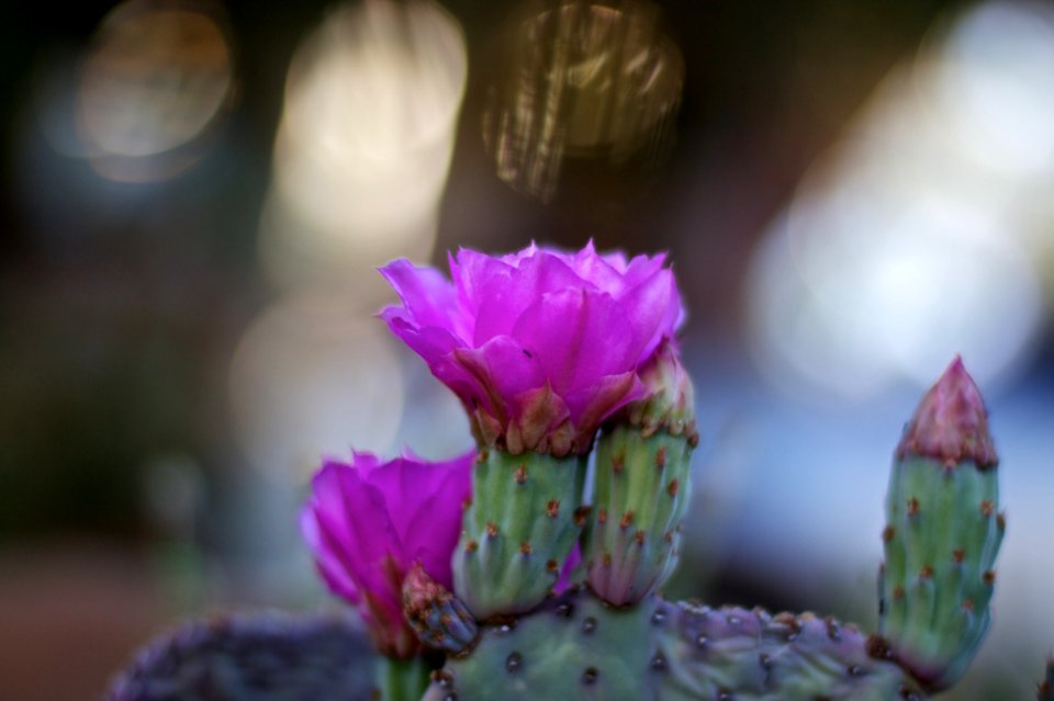Beavertail Cactus Time