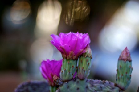 Beavertail Cactus Time