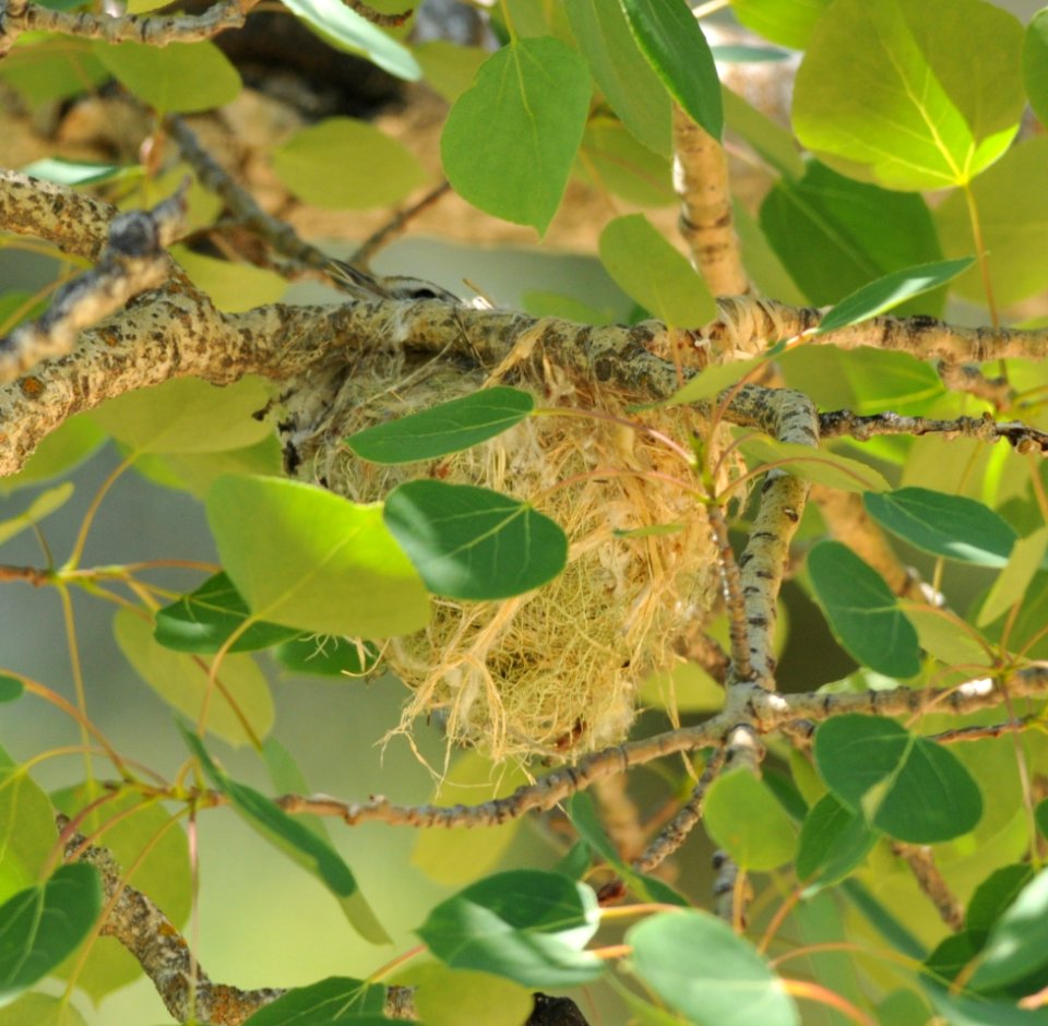 Warbling Vireo (male singing on the nest), Scott Somershoe