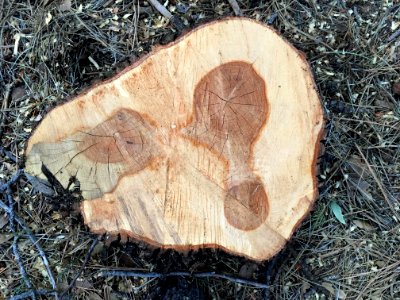 One Crazy Footprint