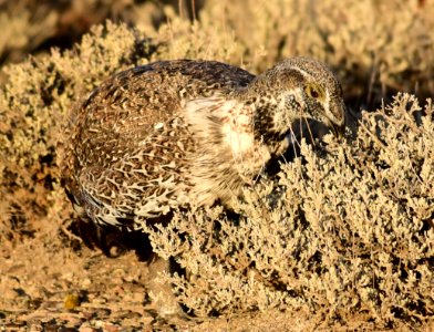 Greater sage-grouse at Seedskadee National Wildlife Refuge