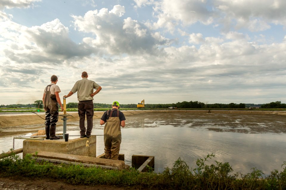 Draining a fish rearing pond