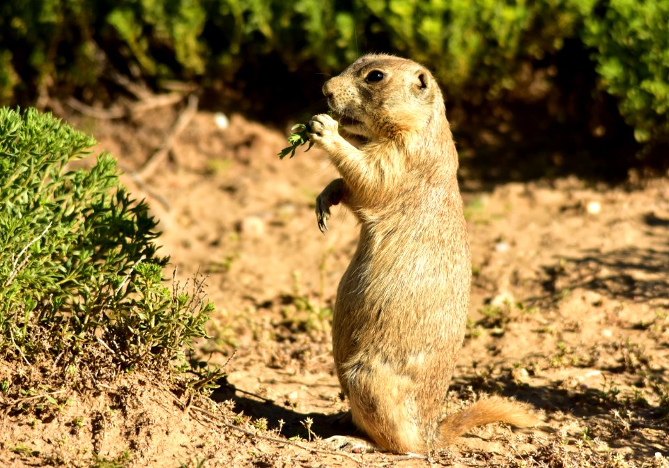 White-tailed prairie dog at Arapaho National Wildlife Refuge