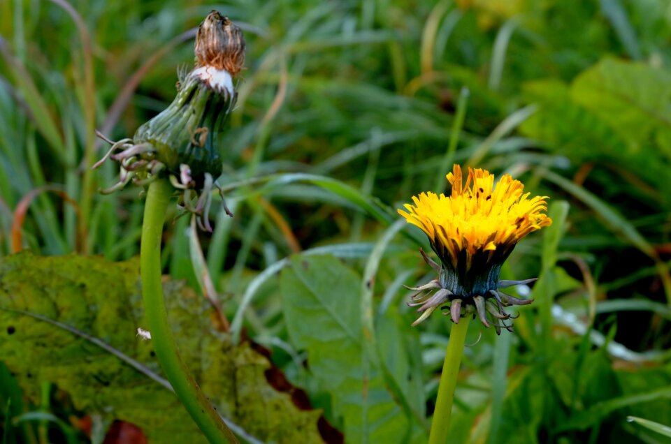 Composites ordinary grassland plants
